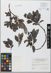 Foto von Salix glabra Scop.